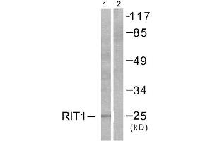 Western Blotting (WB) image for anti-Ras-Like Without CAAX 1 (RIT1) (C-Term) antibody (ABIN1848764) (RIT1 anticorps  (C-Term))