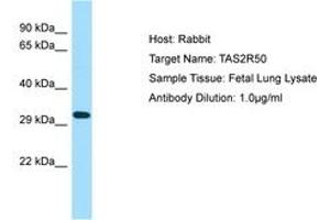 Image no. 1 for anti-Taste Receptor, Type 2, Member 50 (TAS2R50) (AA 187-236) antibody (ABIN6750078) (TAS2R50 anticorps  (AA 187-236))
