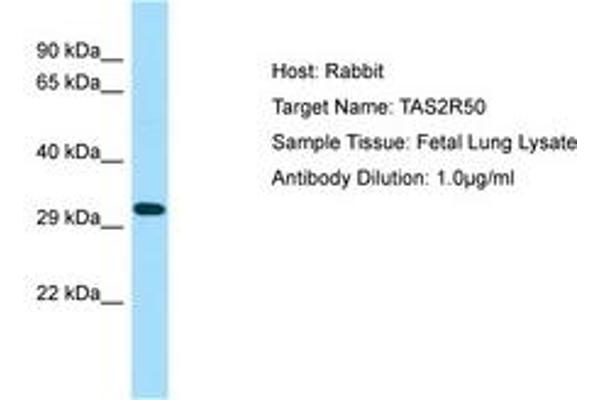 TAS2R50 anticorps  (AA 187-236)