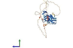 AlphaFold protein structure predicition of Human Recombinant TBX10 Protein, UniprotID O75333