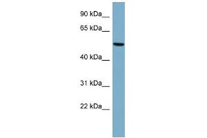 WB Suggested Anti-PRPH Antibody Titration: 0. (Peripherin anticorps  (Middle Region))