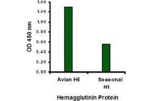 Image no. 2 for anti-Hemagglutinin antibody (Influenza A Virus H5N1) (N-Term) (ABIN1031254) (Hemagglutinin anticorps  (N-Term))