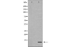 Western blot analysis of extracts of HeLa  using H4R3 me2a antibody. (Histone H4 anticorps  (meArg3))