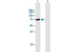 Western Blot analysis of PRMT5 expression in transfected 293T cell line by PRMT5 MaxPab polyclonal antibody. (PRMT5 anticorps  (AA 1-637))