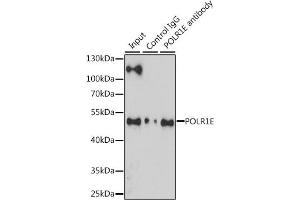 Immunoprecipitation analysis of 200 μg extracts of Jurkat cells, using 3 μg POLR1E antibody (ABIN6131099, ABIN6145912, ABIN6145913 and ABIN6216434). (POLR1E anticorps  (AA 1-419))