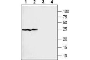 Western blot analysis of rat (lanes 1 and 3) and mouse (lanes 2 and 4) liver membranes: - 1,2. (SIGMAR1 anticorps  (C-Term, Intracellular))