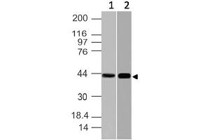 Image no. 1 for anti-Nuclear Factor of kappa Light Polypeptide Gene Enhancer in B-Cells Inhibitor-Like 1 (NFKBIL1) (AA 150-360) antibody (ABIN5027392) (NFKBIL1 anticorps  (AA 150-360))