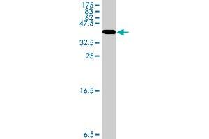 Western Blot detection against Immunogen (34.