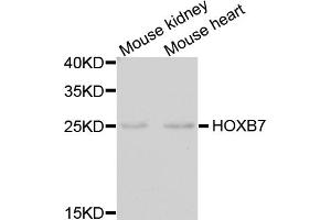 Western blot analysis of extracts of various cell lines, using HOXB7 antibody (ABIN5974166) at 1/1000 dilution. (HOXB7 anticorps)