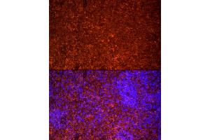anti-Toll-Like Receptor 7 (TLR7) (AA 30-230) antibody