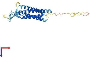 AlphaFold protein structure predicition of Mouse Recombinant Cldn3 Protein, UniprotID Q9Z0G9