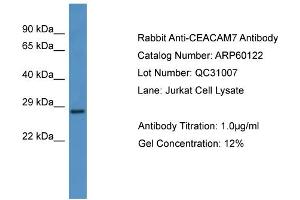WB Suggested Anti-CEACAM7  Antibody Titration: 0. (CEACAM7 anticorps  (N-Term))