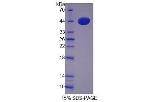 SDS-PAGE analysis of Mouse CTSW Protein. (Cathepsin W Protein (CTSW))