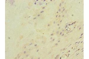 Immunohistochemistry of paraffin-embedded human placenta tissue using ABIN7156500 at dilution of 1:100
