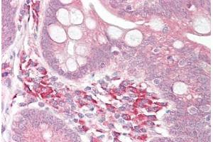 Anti-USP7 antibody IHC staining of human small intestine.