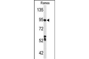 Western blot analysis of C7 Antibody in Ramos cell line lysates (35ug/lane) (C7 anticorps  (AA 375-403))