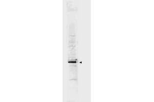 Anti-Cyclin L2a Antibody - Western Blot.