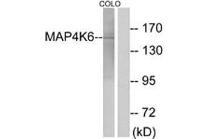 Western blot analysis of extracts from COLO cells, using MAP4K6 Antibody. (MAP4K6 anticorps  (AA 401-450))