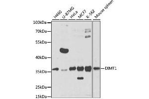 Western blot analysis of extracts of various cell lines, using DIMT1 antibody (ABIN2562220) at 1:1000 dilution. (DIMT1 anticorps)