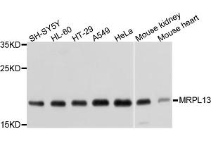 Western blot analysis of extracts of various cell lines, using MRPL13 antibody (ABIN1877008) at 1:1000 dilution. (MRPL13 anticorps)