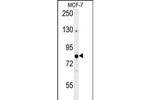 OXR1 Antibody (Center) (ABIN653547 and ABIN2842931) western blot analysis in MCF-7 cell line lysates (35 μg/lane). (OXR1 anticorps  (AA 596-625))