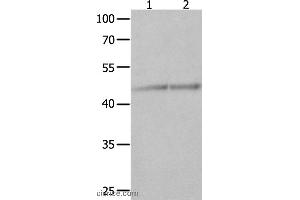 Western blot analysis of Jurkat and K562 cell , using NCK1 Polyclonal Antibody at dilution of 1:600 (NCK1 anticorps)