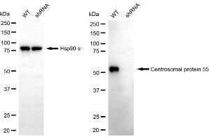 Western blotting analysis using centrosomal protein 55 antibody (ABIN7798025).