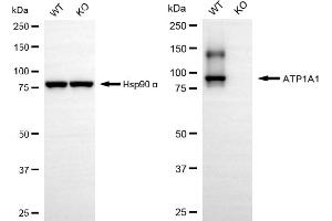 Western blotting analysis using ATP1A1 antibody (ABIN7800384). (Recombinant ATP1A1 anticorps)