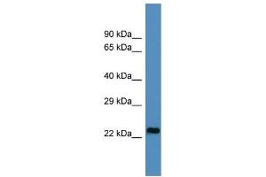 Host:  Rabbit  Target Name:  U2AF1L4  Sample Type:  HepG2 Whole cell lysates  Antibody Dilution:  1. (Splicing factor U2AF 26 kDa subunit (U2AF1L4) (N-Term) anticorps)