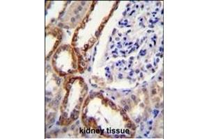 RS2 Antibody (C-term) (ABIN6242575 and ABIN6577319) immunohistochemistry analysis in formalin fixed and raffin embedded human kidney tissue followed by peroxidase conjugation of the secondary antibody and DAB staining.
