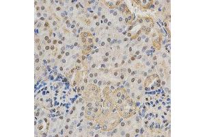 Immunohistochemistry of paraffin-embedded mouse kidney using NeuN antibody at dilution of 1:200 (x400 lens). (NeuN anticorps  (AA 1-220))