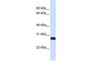 Western Blotting (WB) image for anti-serine Peptidase Inhibitor, Kunitz Type, 2 (SPINT2) antibody (ABIN2459311) (SPINT2 anticorps)