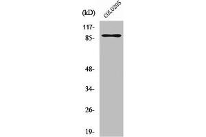Western Blot analysis of COLO205 cells using Rap1GAP Polyclonal Antibody (RAP1GAP anticorps  (C-Term))