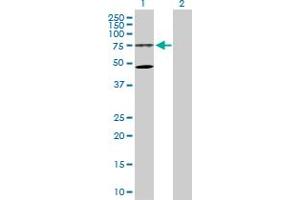 Western Blot analysis of WDR79 expression in transfected 293T cell line by WDR79 MaxPab polyclonal antibody. (WRAP53 anticorps  (AA 1-548))