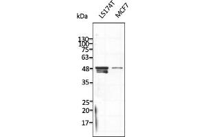 Western Blotting (WB) image for anti-Tubulin, beta (TUBB) (C-Term) antibody (ABIN7272982) (TUBB anticorps  (C-Term))