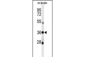 Western blot analysis of DDO Antibody (Center) (ABIN650991 and ABIN2840026) in mouse brain tissue lysates (35 μg/lane). (DDO anticorps  (AA 102-130))
