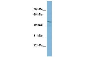 PPIL2 antibody used at 1 ug/ml to detect target protein. (PPIL2 anticorps)
