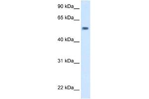 WB Suggested Anti-exd Antibody Titration:  5. (EXD (C-Term) anticorps)