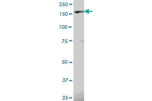 EIF5B MaxPab polyclonal antibody.