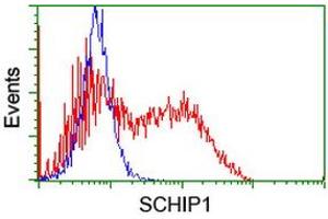 HEK293T cells transfected with either RC206269 overexpress plasmid (Red) or empty vector control plasmid (Blue) were immunostained by anti-SCHIP1 antibody (ABIN2455665), and then analyzed by flow cytometry. (SCHIP1 anticorps)