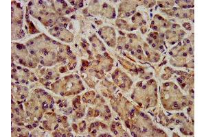 IHC image of ABIN7153159 diluted at 1:400 and staining in paraffin-embedded human pancreatic tissue performed on a Leica BondTM system.
