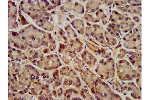 IHC image of ABIN7153159 diluted at 1:400 and staining in paraffin-embedded human pancreatic tissue performed on a Leica BondTM system. (FFAR1 anticorps  (AA 143-178))