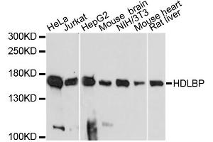 Western blot analysis of extracts of various cell lines, using HDLBP antibody. (HDLBP anticorps)