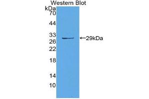 Western Blotting (WB) image for anti-Matrix Metallopeptidase 14 (Membrane-inserted) (MMP14) (AA 322-541) antibody (ABIN1980455) (MMP14 anticorps  (AA 322-541))