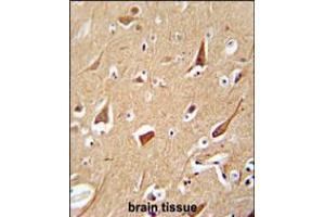 ZFYVE28 antibody immunohistochemistry analysis in formalin fixed and paraffin embedded human brain tissue followed by peroxidase conjugation of the secondary antibody and DAB staining.