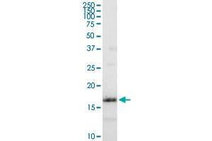 IFITM3 MaxPab rabbit polyclonal antibody. (IFITM3 anticorps  (AA 1-133))