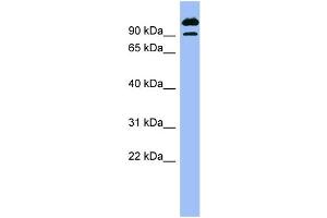 WB Suggested Anti-SCYL3  Antibody Titration: 0. (SCYL3 anticorps  (N-Term))