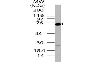 Image no. 1 for anti-DEAD Box Protein 4 (DDX4) (AA 500-724) antibody (ABIN5027140) (DDX4 anticorps  (AA 500-724))