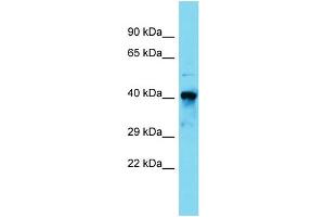 Host:  Rabbit  Target Name:  Rara  Sample Type:  Mouse Kidney lysates  Antibody Dilution:  1. (Retinoic Acid Receptor alpha anticorps  (N-Term))
