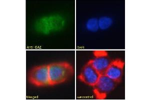 ABIN308409 Immunofluorescence analysis of paraformaldehyde fixed A431 cells, permeabilized with 0. (Znf423 anticorps  (N-Term))